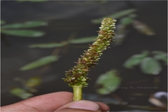 Aponogeton echinatus